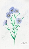 2022-07-25-fleurs-de-lin-bleues