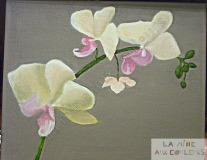 2011-12-17 orchidées