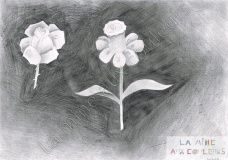 27 Flowers (2010-2013)